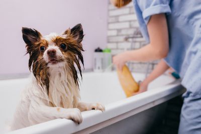 Pet Grooming and Pet Sitting Insurance in Albia, IA by Summers Insurance