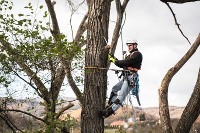 Tree Trimming Insurance in Albia, IA by Summers Insurance