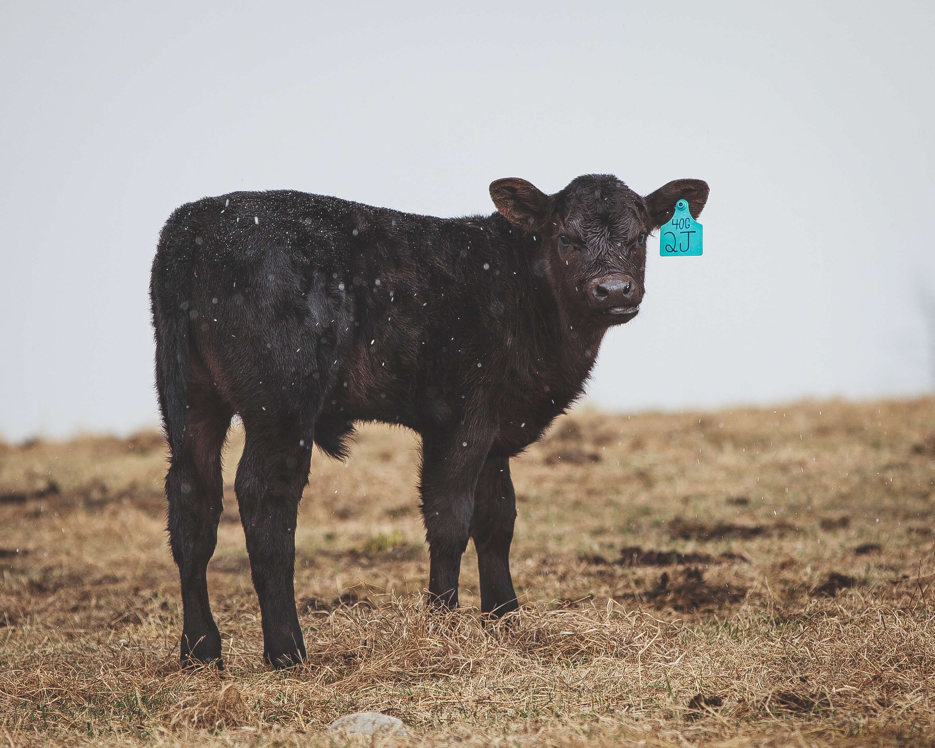 Albia, Des Moines, Iowa Farm Livestock Insurance