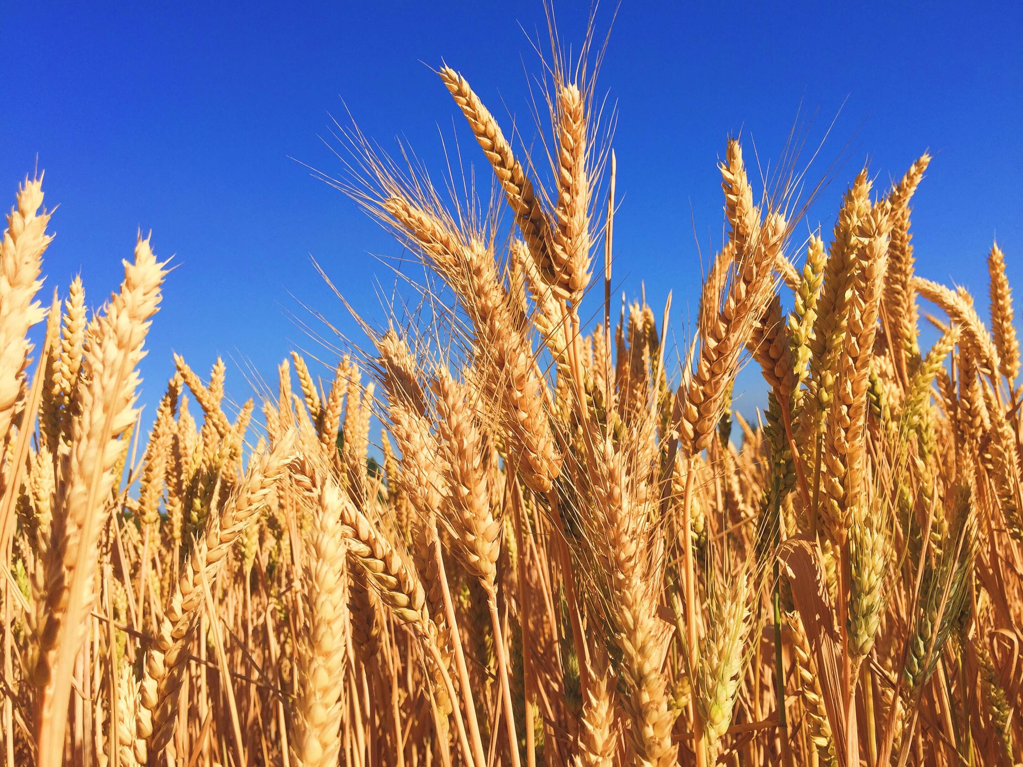 Albia, Des Moines, Iowa Crop Insurance